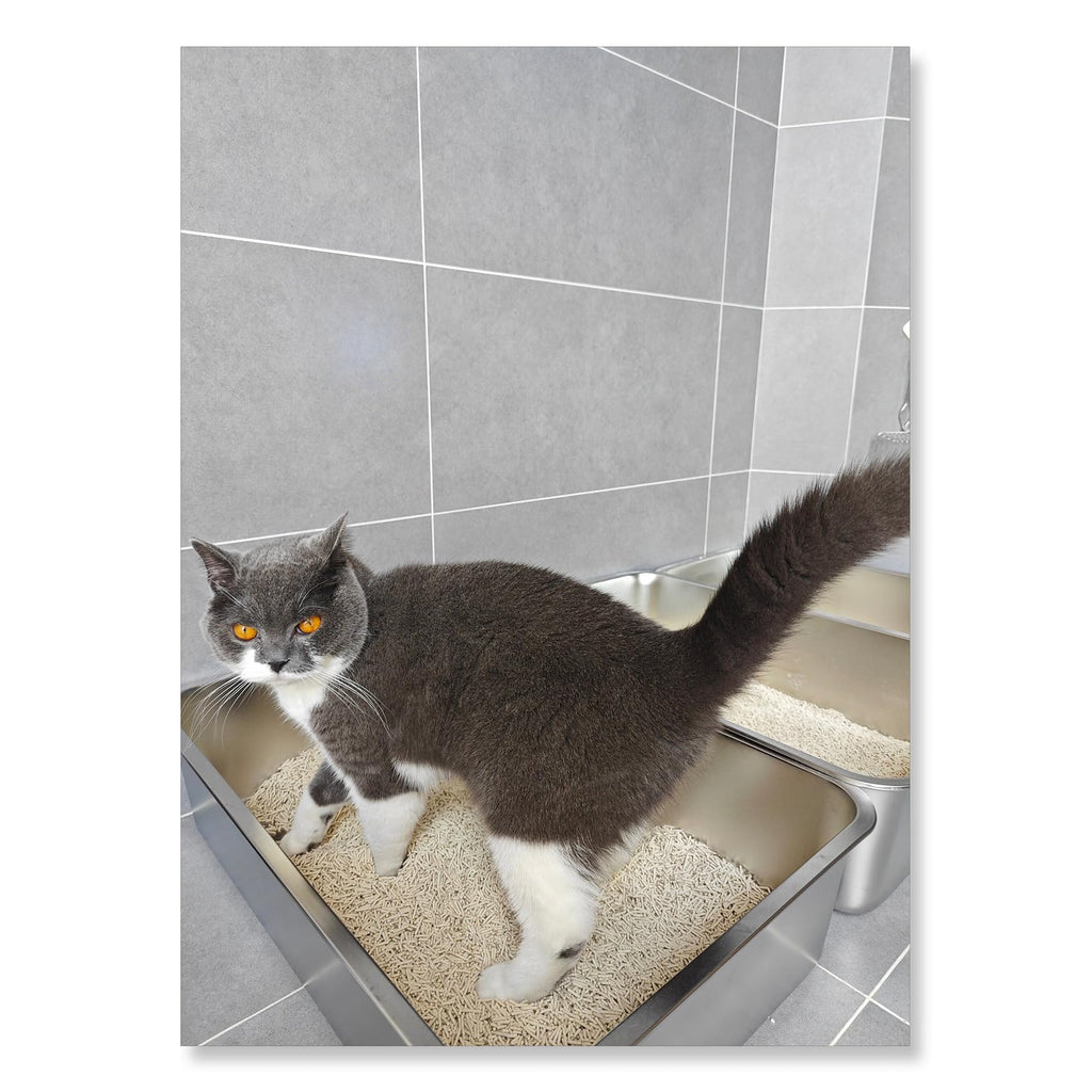 Stainless Steel Small Cat Litter Box P35154