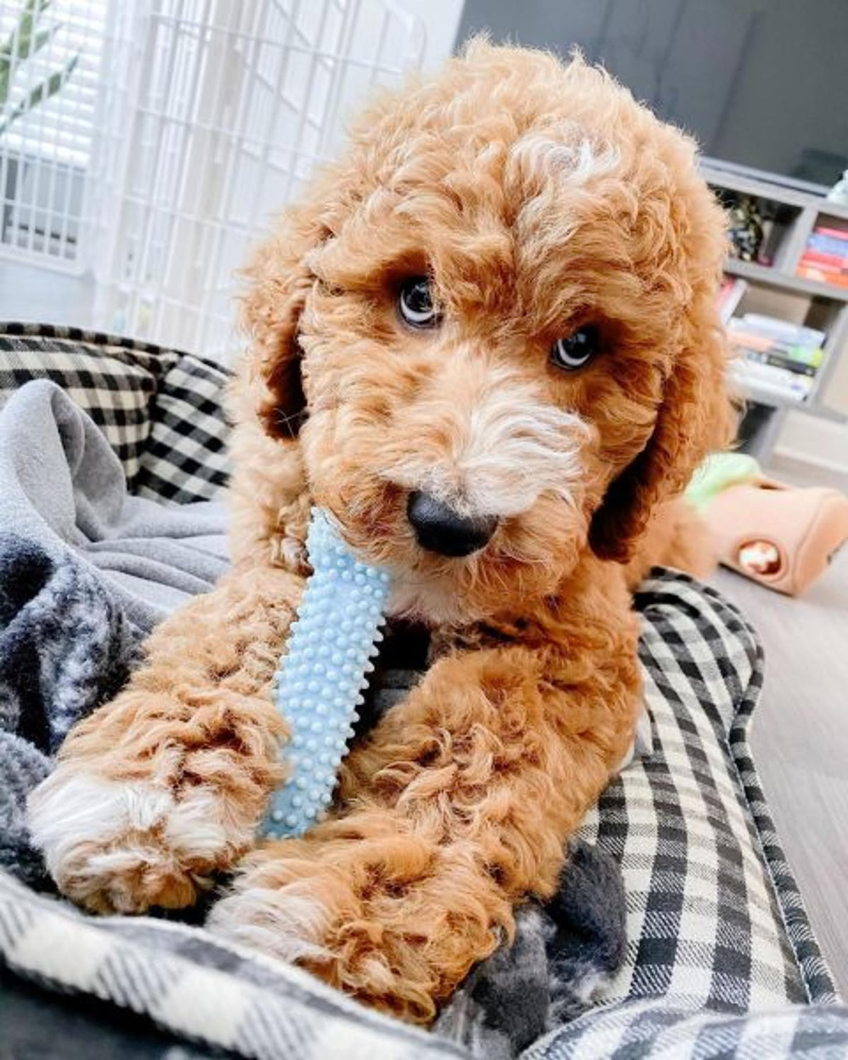 Puppy Teething Toys 3 Pack X6111